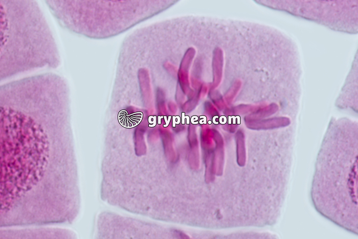 Mitose racine d'Ail METAPHASE x640 - gryphea.com